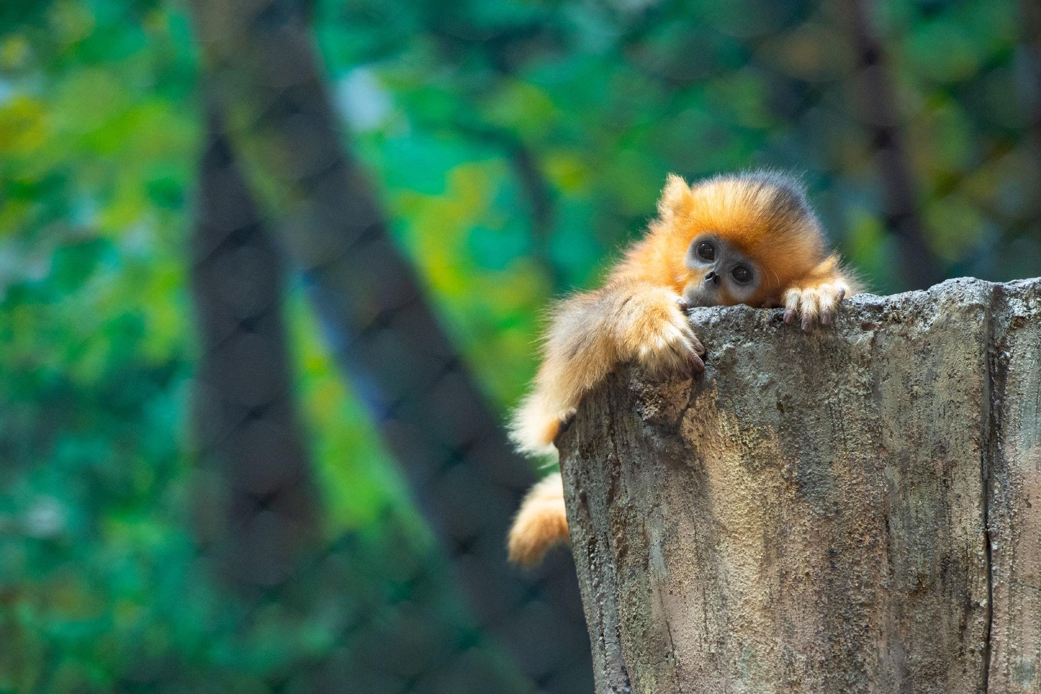 川金丝猴 新华社资料图