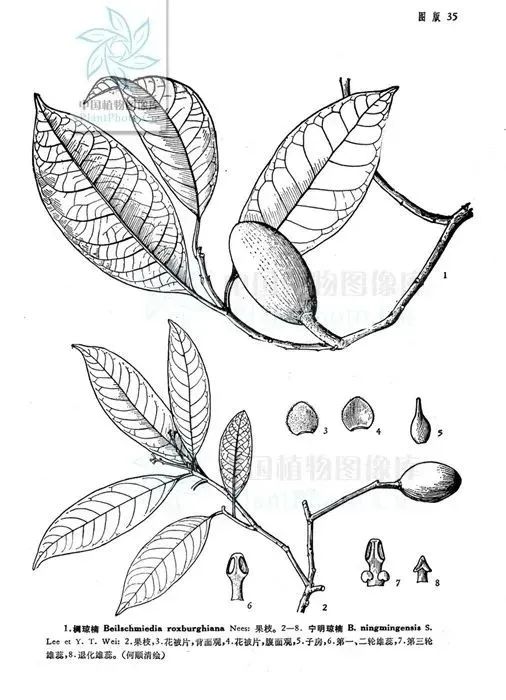 比如,华盖木由最初发现时的6株增长到1.5万株.