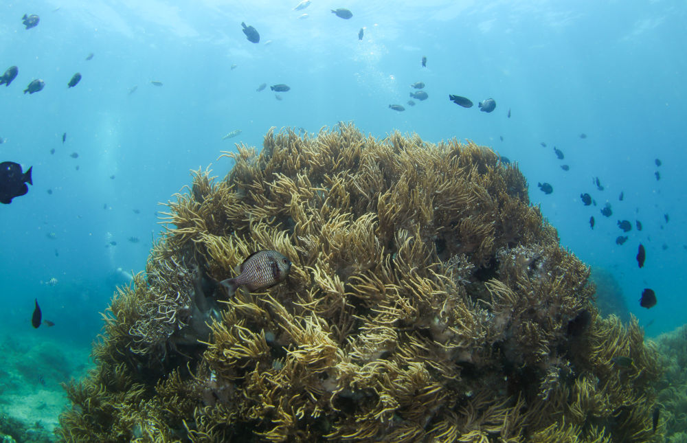 这是在蜈支洲岛海域海洋牧场拍摄的珊瑚和鱼群(2021年5月21日摄).