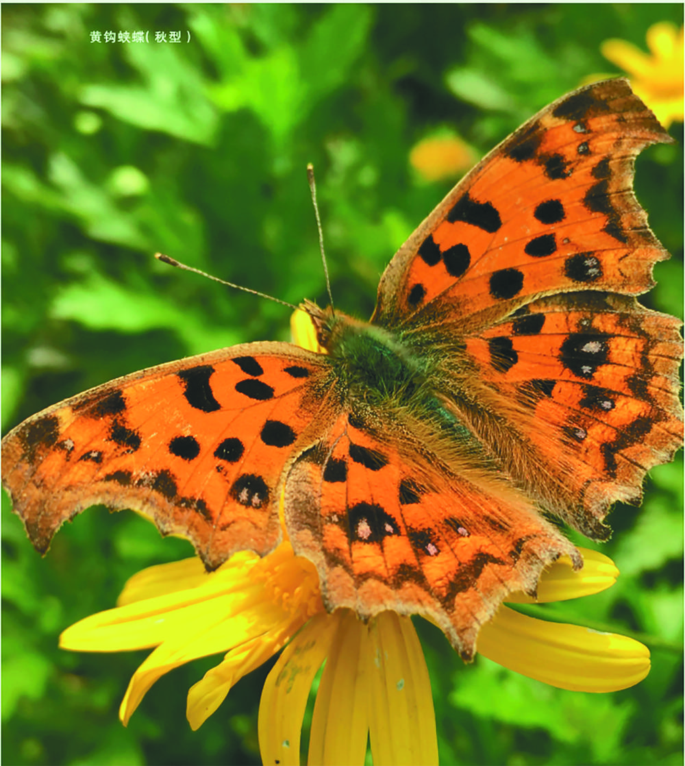黄钩蛱蝶(秋型)