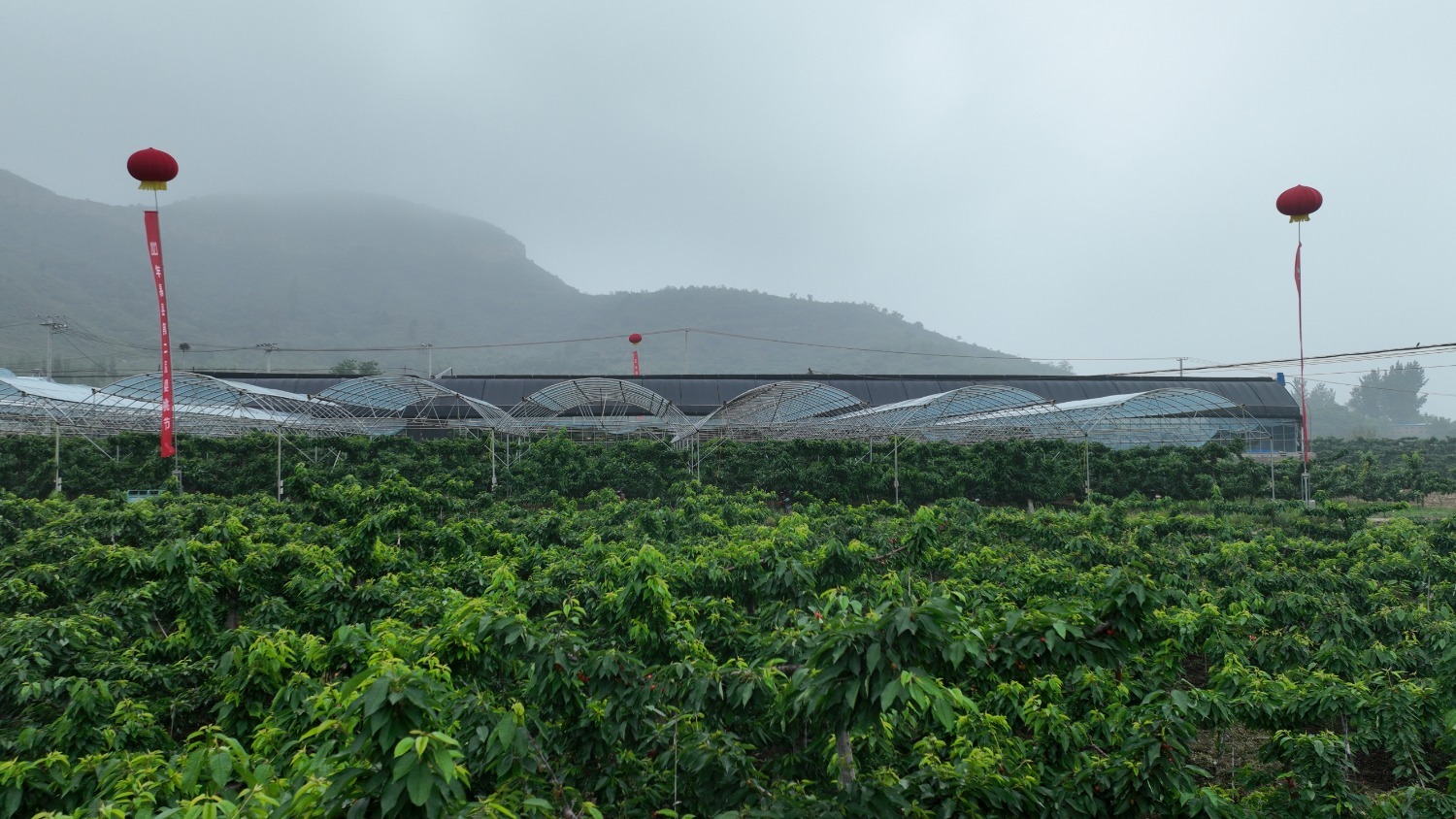图为塘湖镇南界安村有机樱桃种植基地.