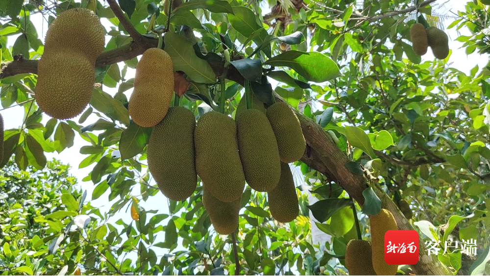 基地由三亚大隆芒果农民专业合作社建设,共种植60亩,有1200棵榴莲蜜树