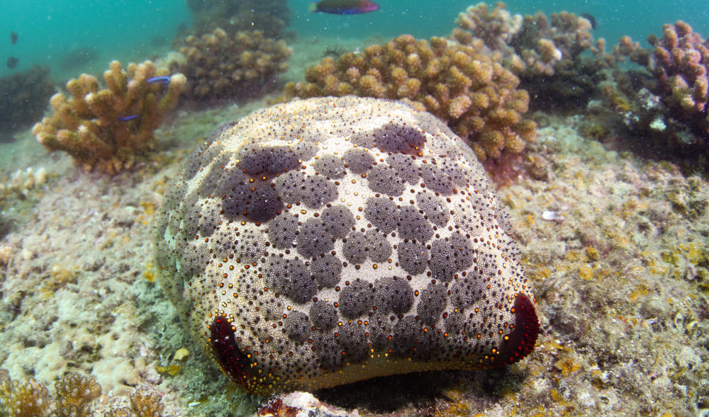 这是在蜈支洲岛海域海洋牧场拍摄的面包海星(5月16日摄).