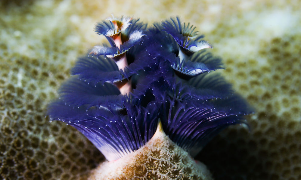 这是在蜈支洲岛海域海洋牧场拍摄的圣诞树管虫(2021年5月23日摄).