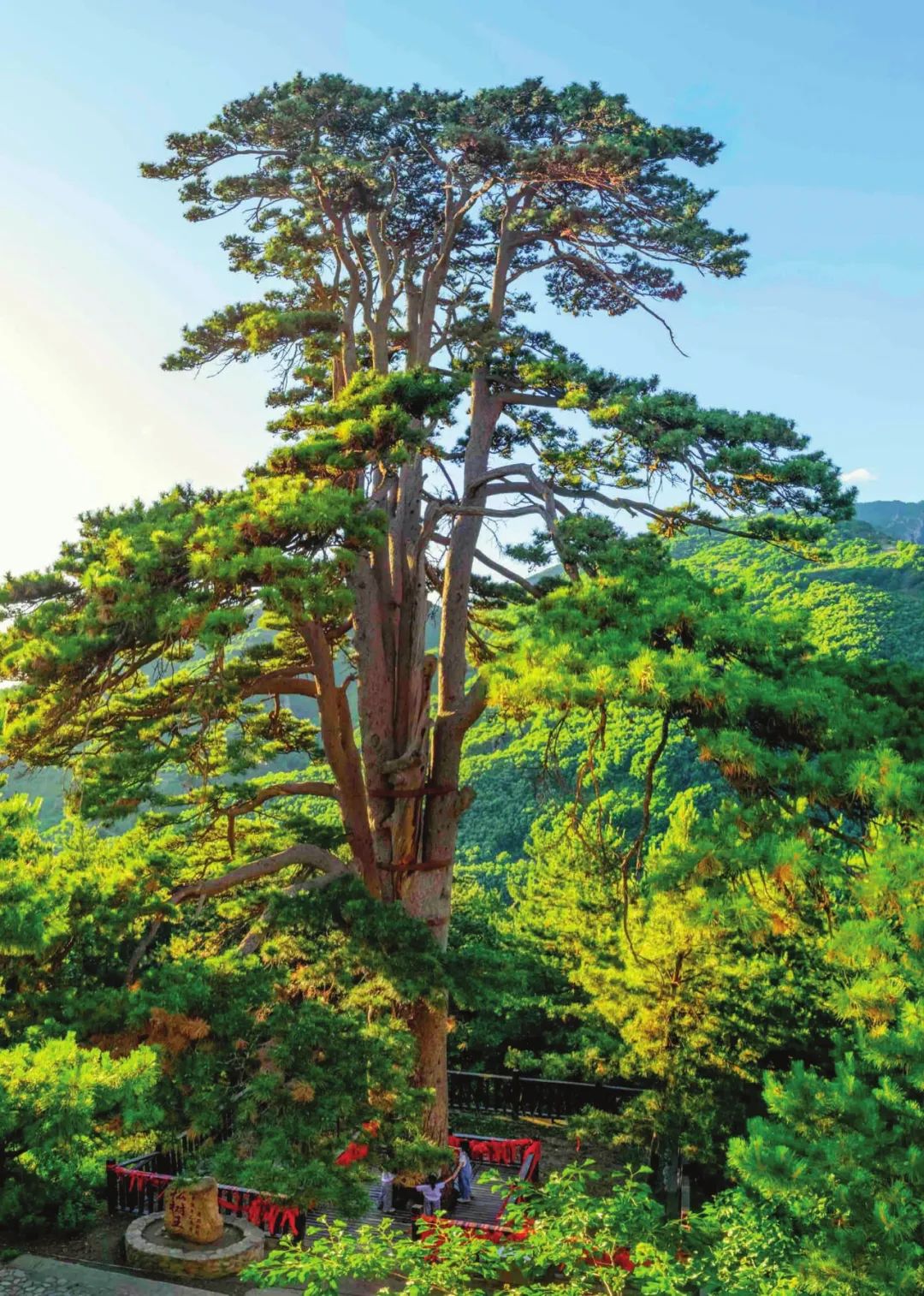 蓟州区下营镇青山岭村600多岁的松树王