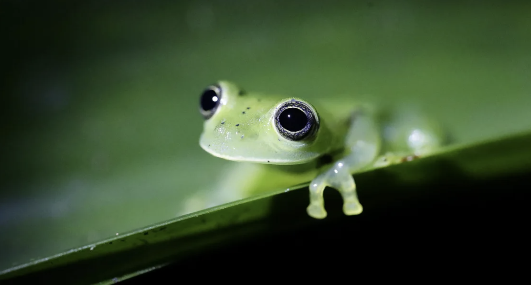 ↑一种生活在巴拿马的青蛙，其种群规模在快速下降