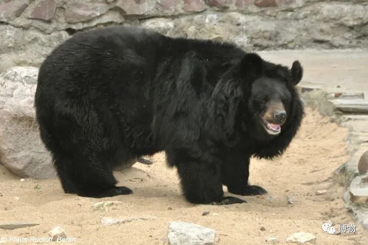 东北黑熊,确实不敢惹图源:biolib.cz