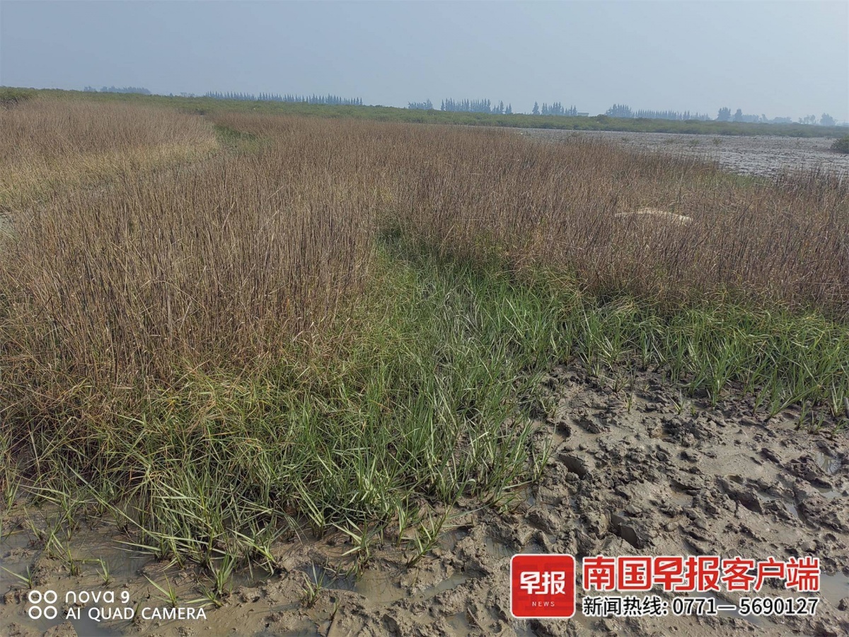 成片的互花米草生生不息.