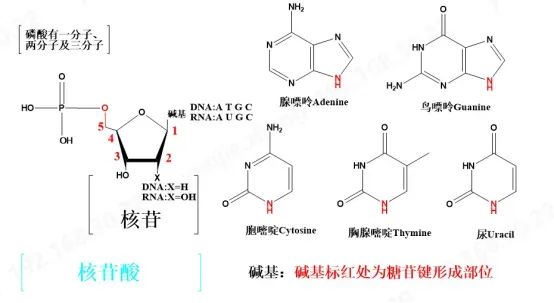 技术分享|浅谈寡核苷酸之单体|核苷酸_新浪财经_新浪网