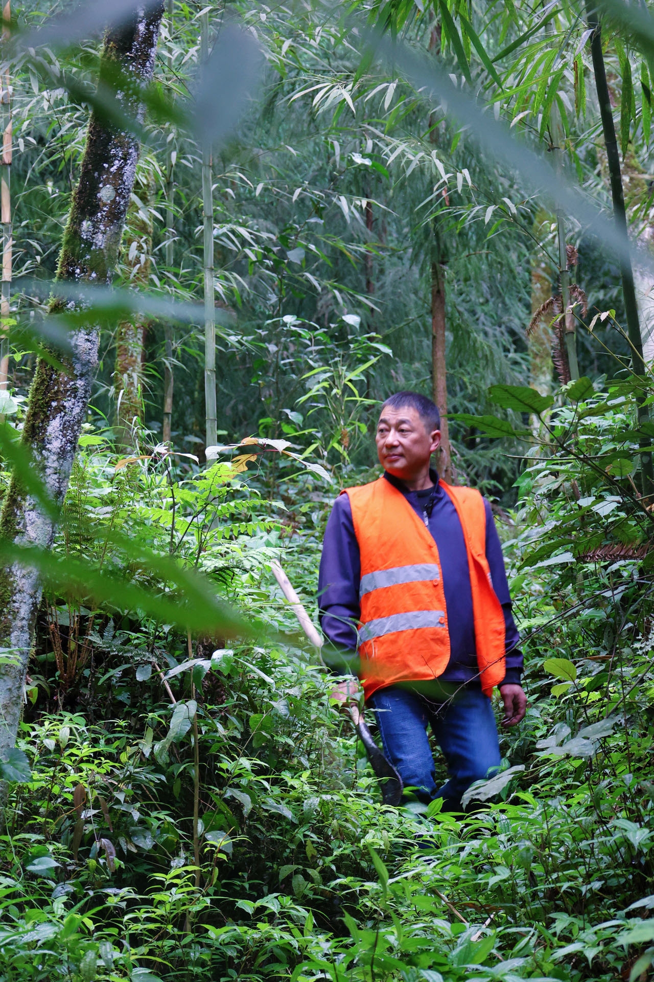 泸州黄荆老林护林员罗茂开:守住家门口的原始森林|泸州市_新浪财经