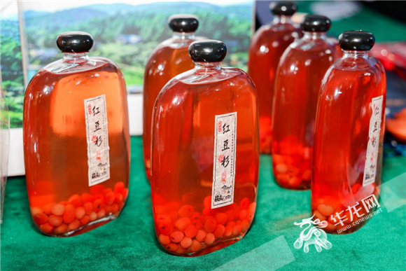 红豆杉泡酒.华龙网-新重庆客户端 黄欢 摄