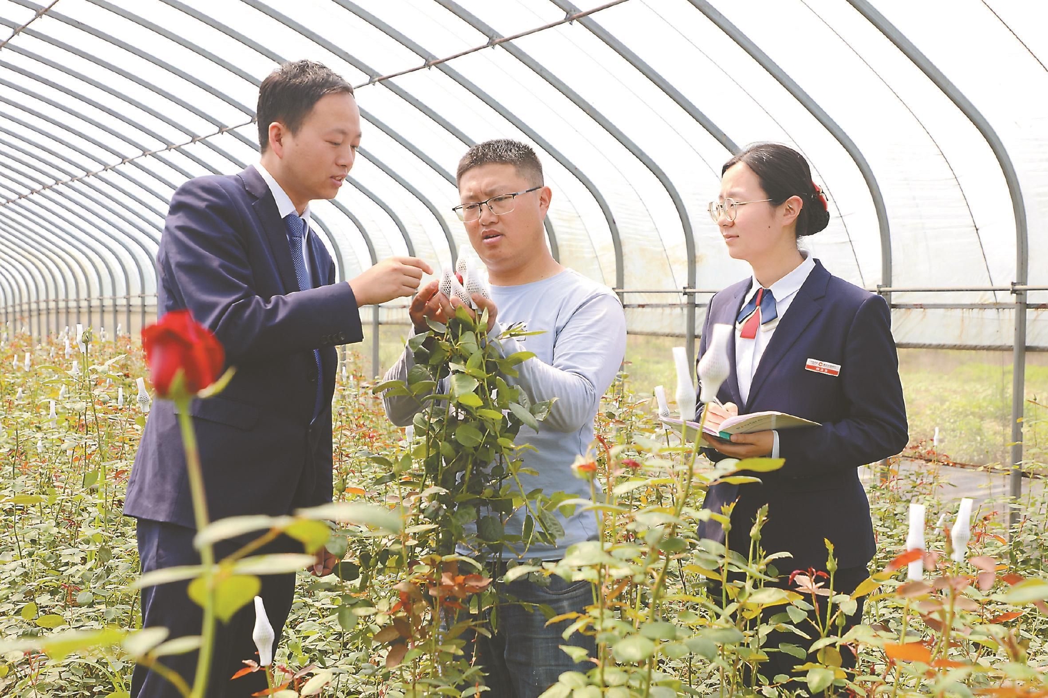日前,枞阳县农商银行客户经理在麒麟镇旺盛玫瑰园进行贷后回访.