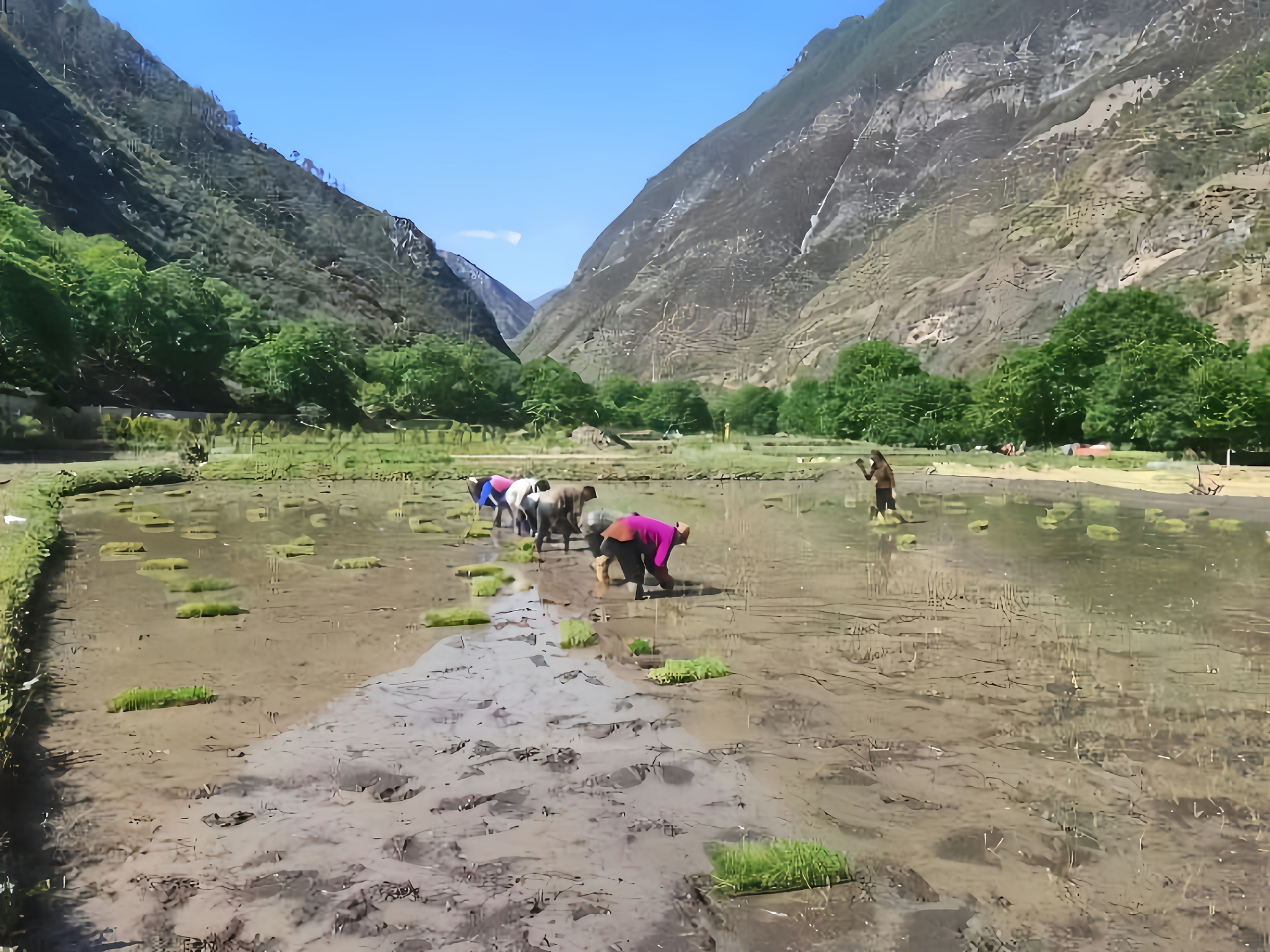 德钦县霞若村民田间地头插秧忙_新浪财经_新浪网