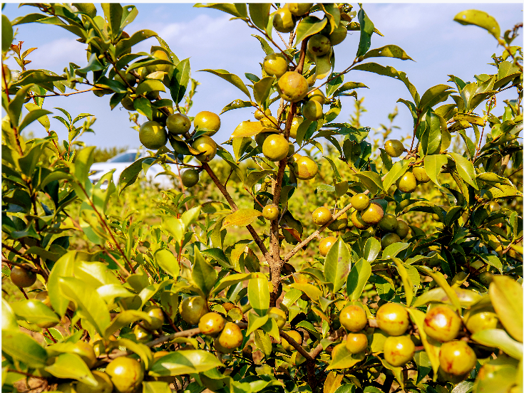 (市林业局提供)在武宣县桐岭镇花山村油茶基地,采取"油茶 天冬"套种