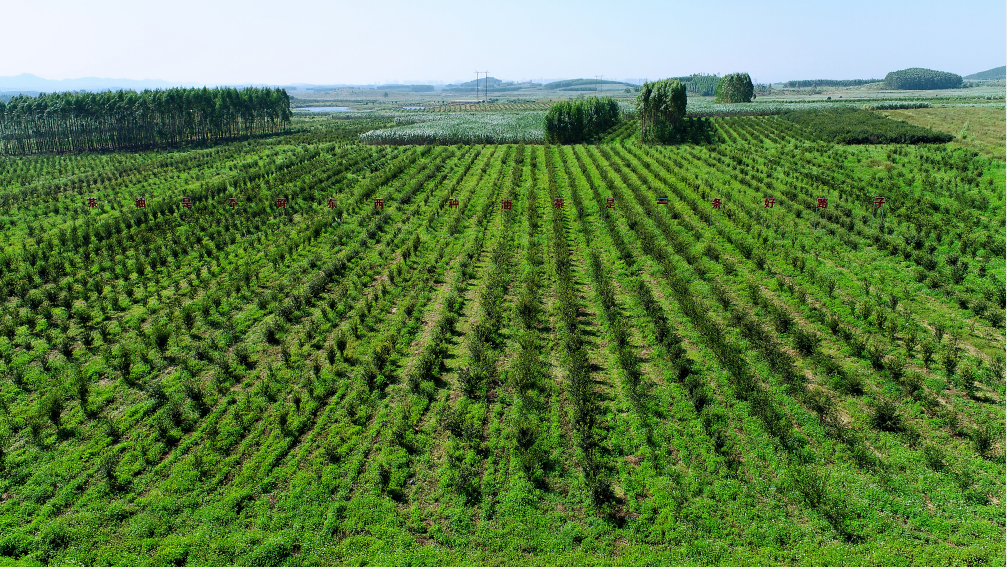 来宾市国家现代农业产业园千亩优良品种油茶种植示范基地.