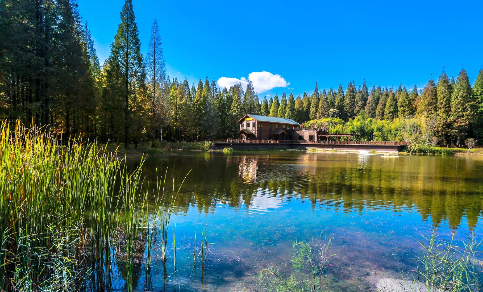 行走江苏湿地城市|黄海国家森林公园:荒滩变绿洲,青翠美如画|盐城市