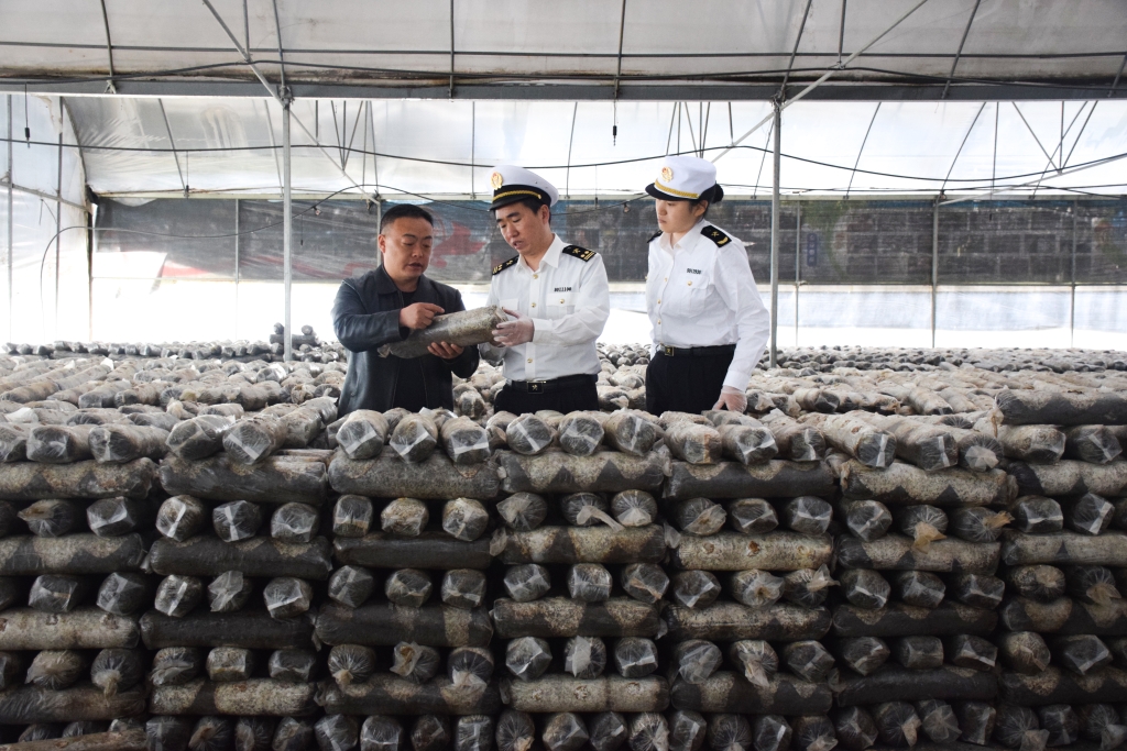 海关关员到出口香菇原料种植场开展日常监管。重庆海关供图