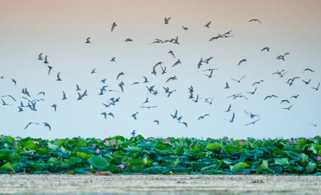洪湖市全力打造华中水产品预制菜之都