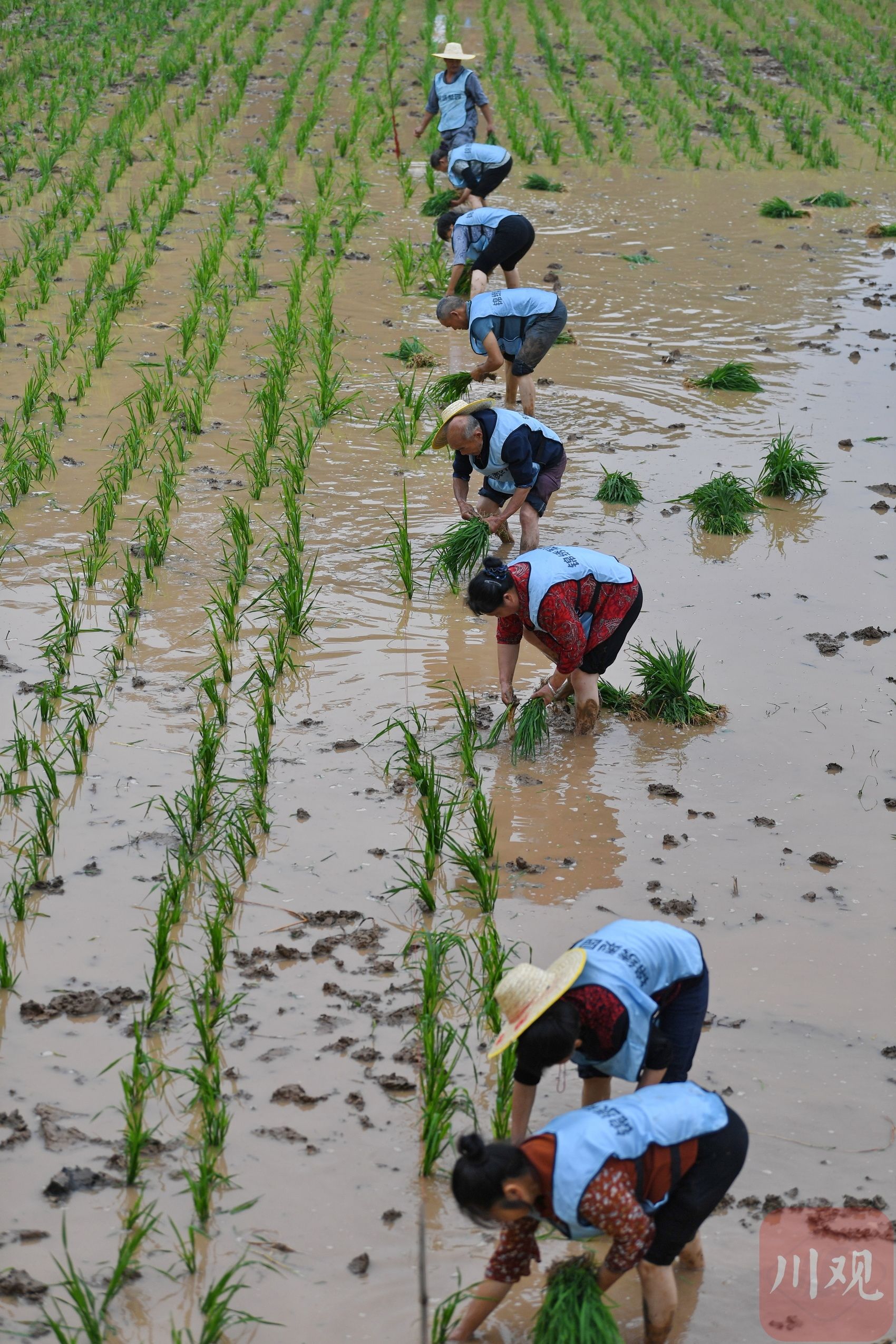 c视频丨成都双流:农田变"赛场" 村民插秧比赛热火朝天|成都市_新浪