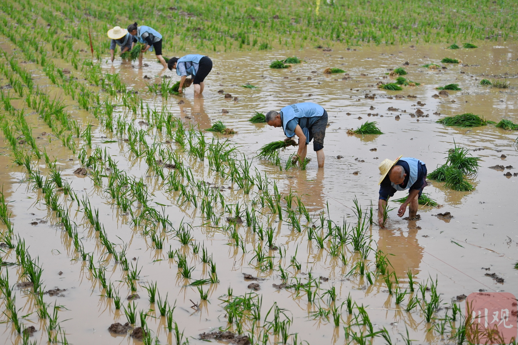 c视频丨成都双流:农田变"赛场" 村民插秧比赛热火朝天