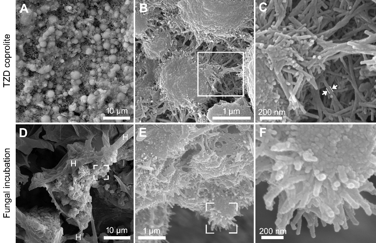 图2 驼子洞粪化石中纳米磷酸钙显和真菌培养实验中得到丝状磷酸钙矿物对比