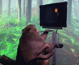 ↑Neuralink发布的猴子玩电脑游戏