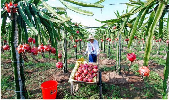 近年来,广东省湛江市遂溪县委,县政府高度重视火龙果产业发展,以建设