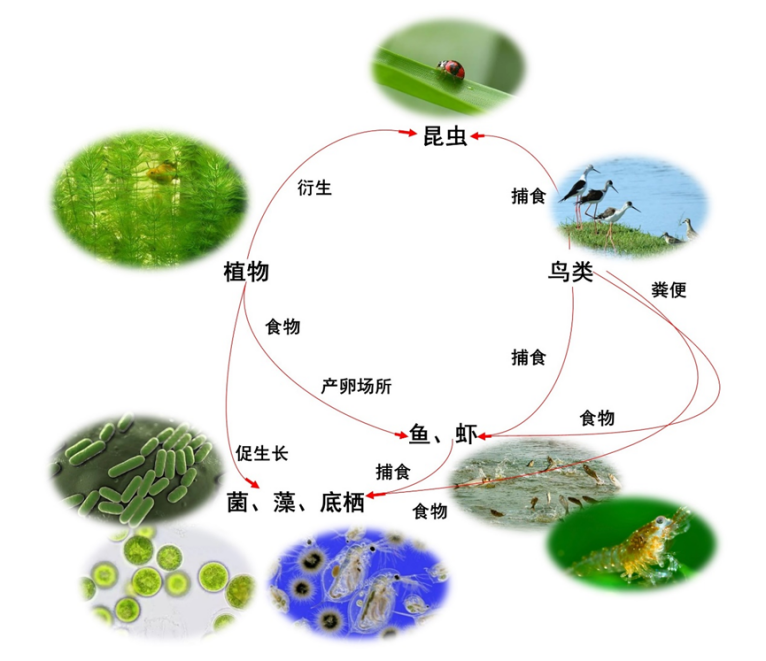 【专家视角】低碳×低成本：城市河流低水位运行生态修复新模式|生态系统_新浪财经_新浪网