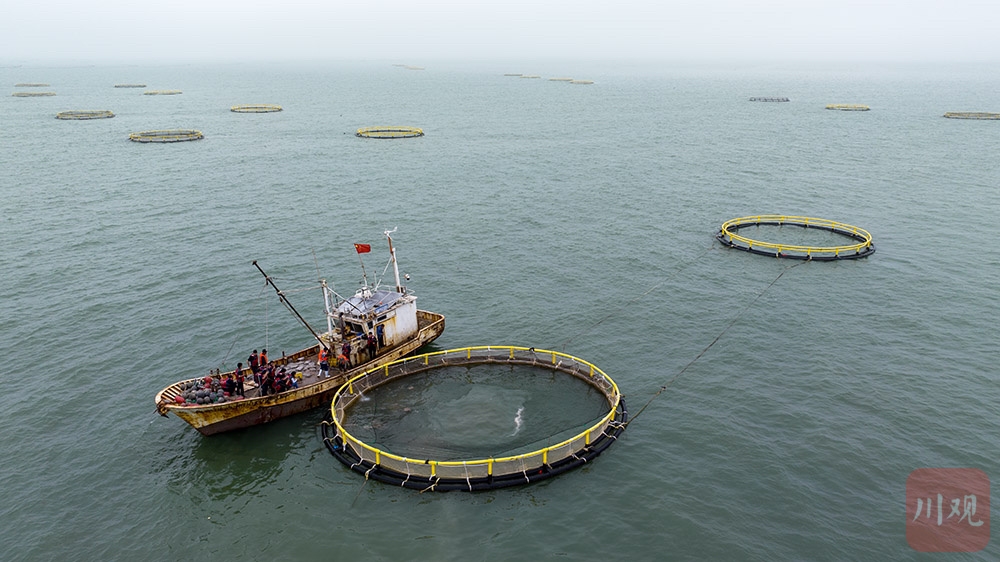 渔业工作人员驾驶作业船前往海洋牧场养殖区开展生产作业.
