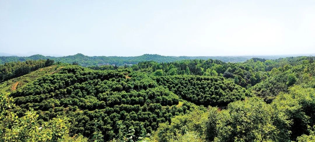 不少地区油茶林严重减产甚至绝收,但三思油茶种植基地仍然达到了亩产