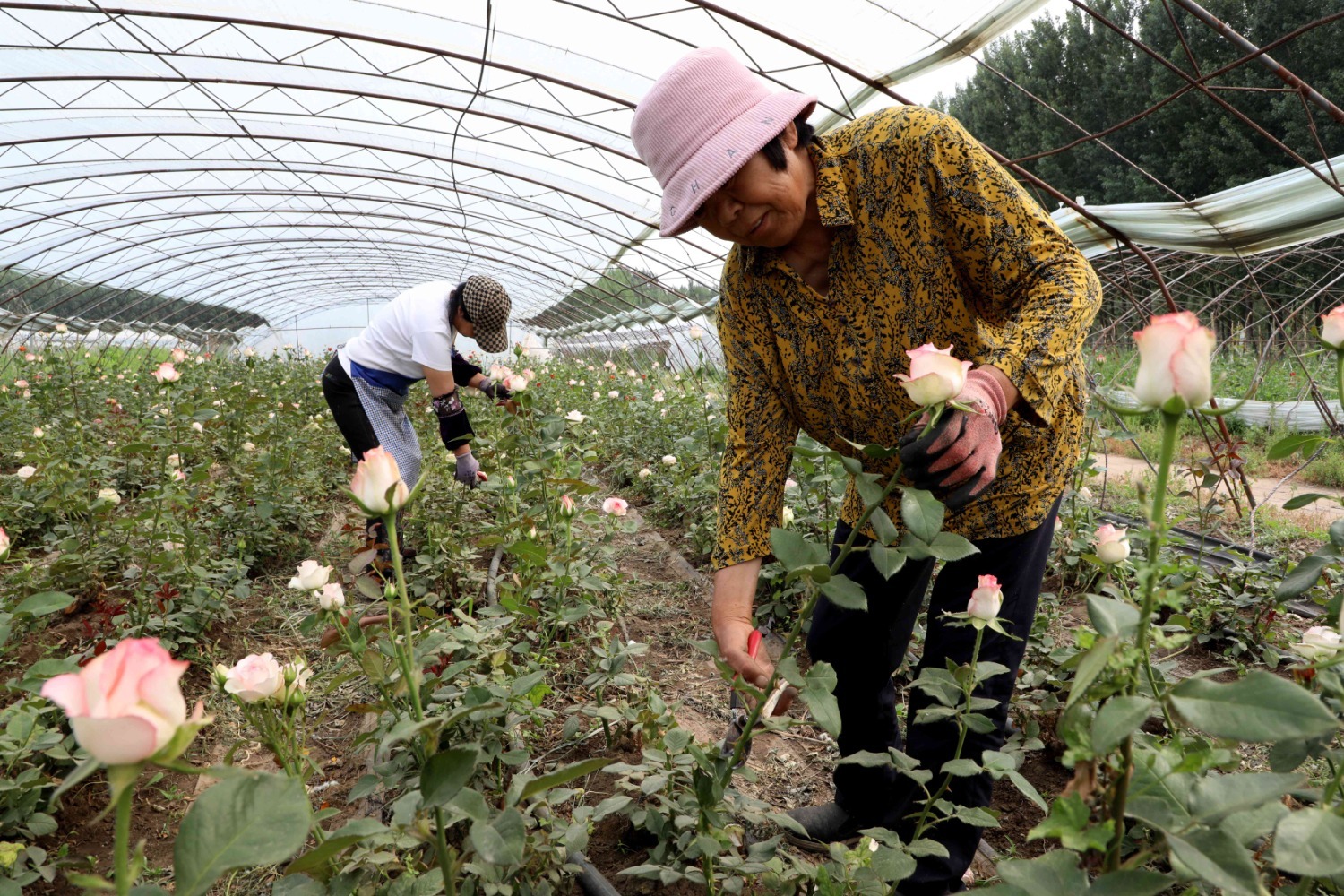 图为香河县钱旺镇某鲜花种植基地,花农正在修剪玫瑰花枝叶.