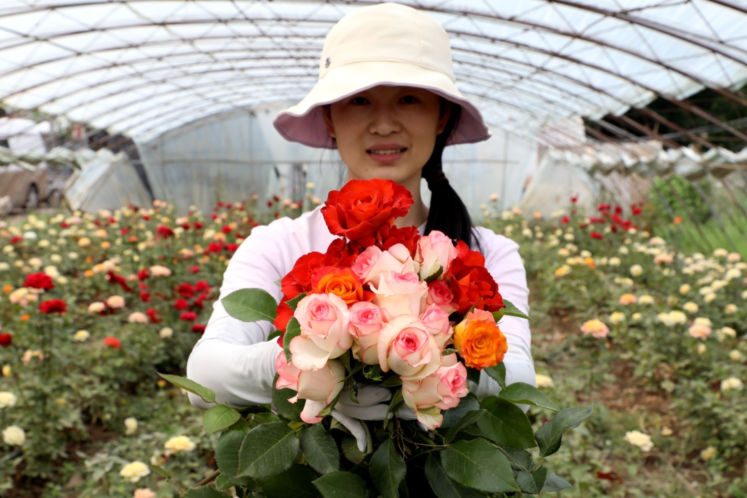 图为香河县钱旺镇某鲜花种植基地,花农展示新摘的玫瑰花.