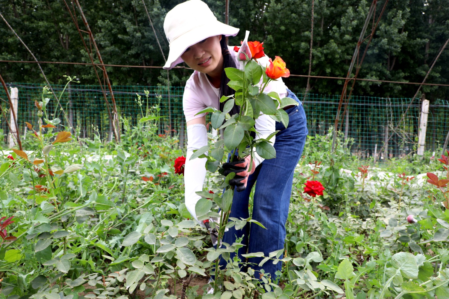 图为香河县钱旺镇某鲜花种植基地,花农正在采摘玫瑰花.