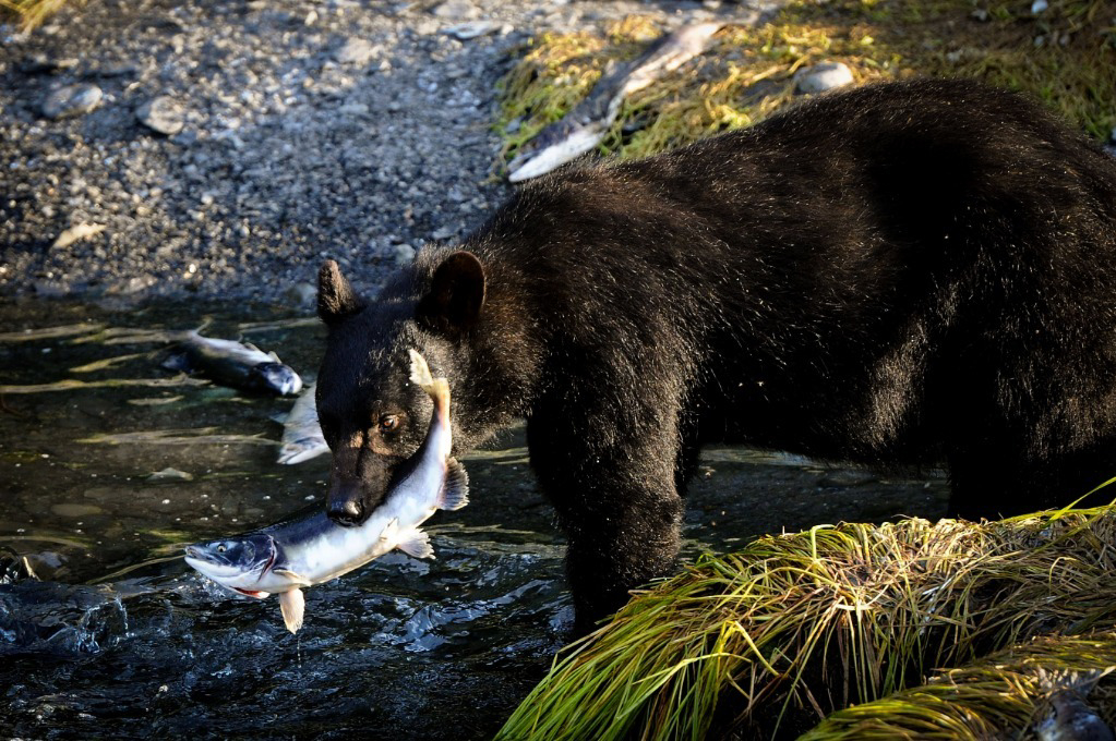 2012年8月14日，在美国阿拉斯加州瓦尔迪兹港，一头黑熊在溪流中捕食洄游途中搁浅的鲑鱼。新华社记者申宏摄