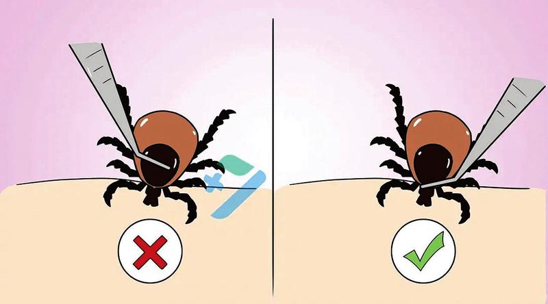 露营,采茶时要当心这种"夺命虫"|蜱虫_新浪财经_新浪网