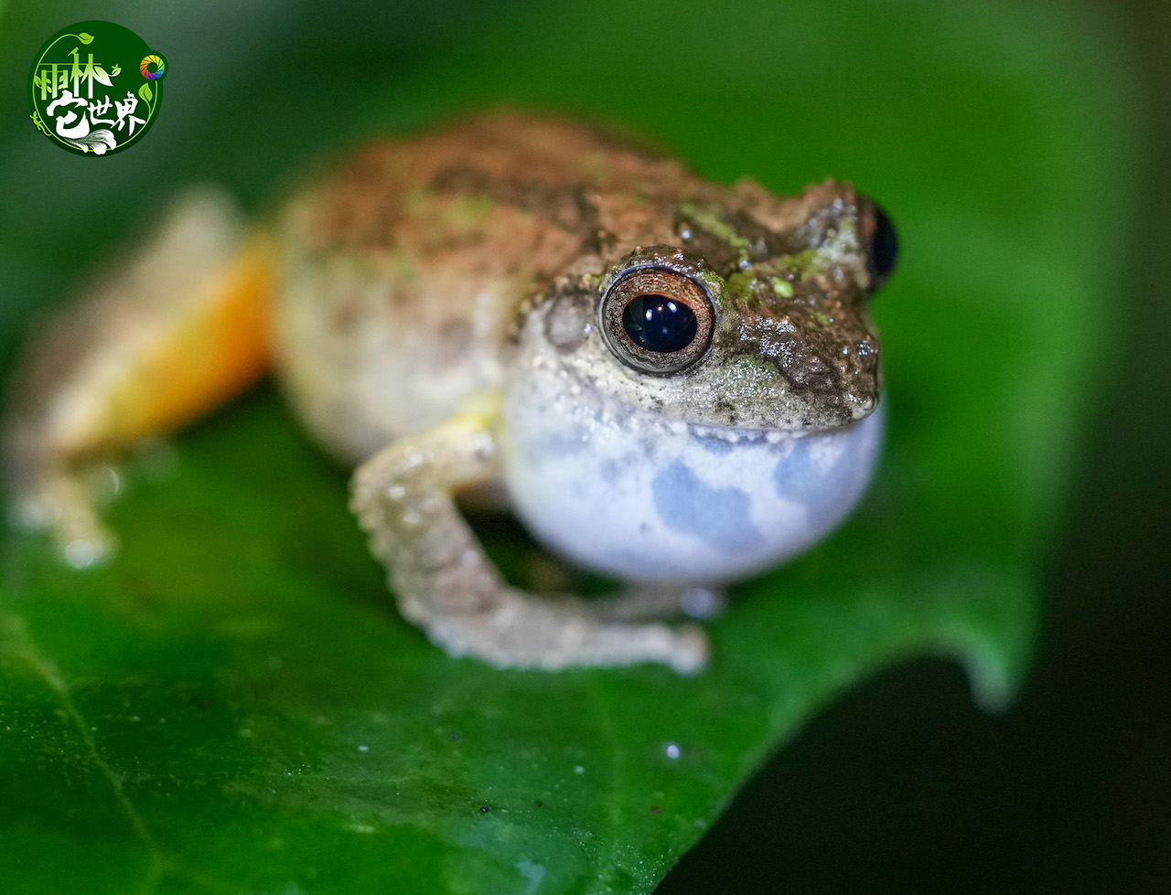 雨林"它"世界|在海南热带雨林里"蛙呀蛙"_新浪财经_新浪网
