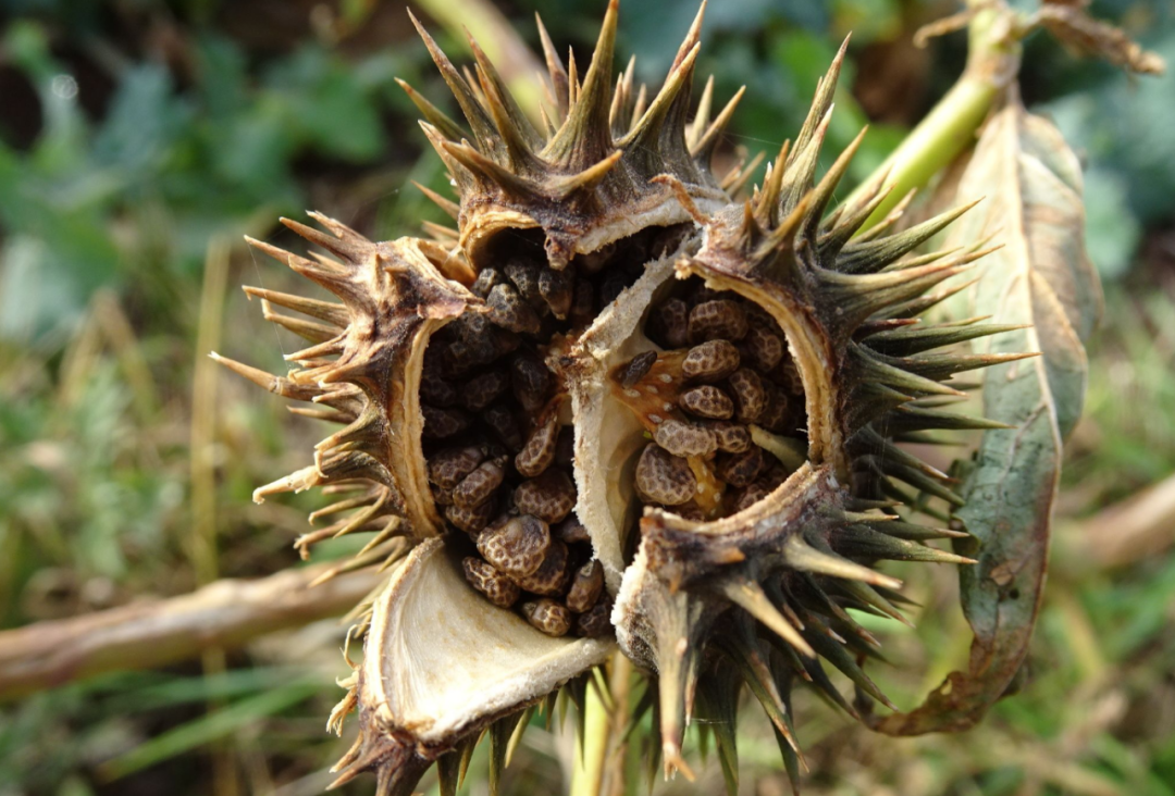 曼陀罗的果实和种子(图片来源:www.gbif.org)