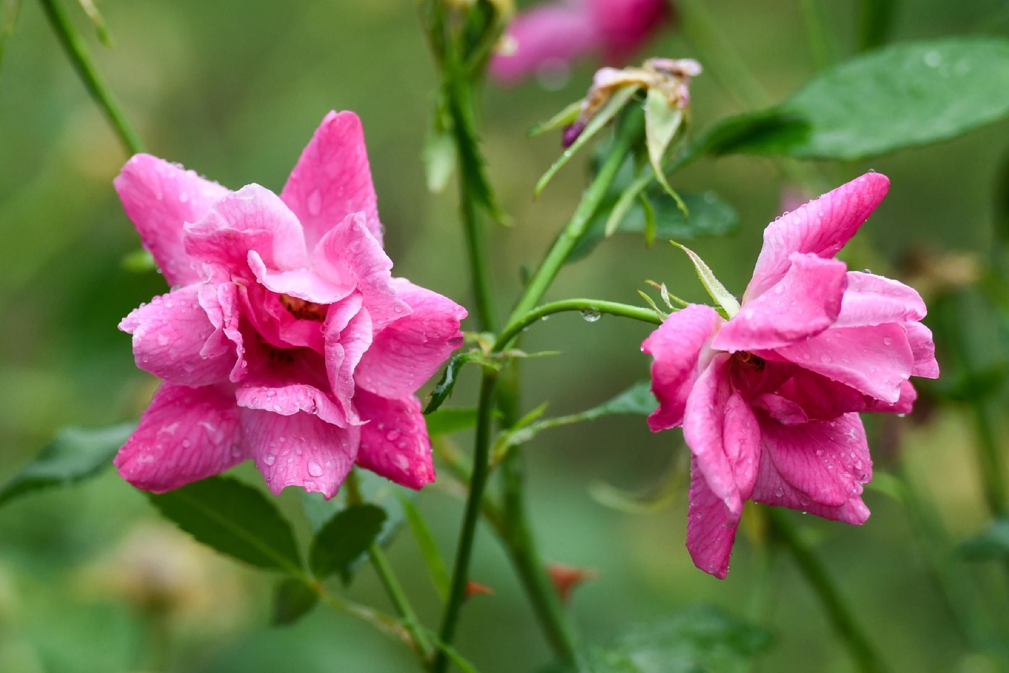 八大展区绽放迎客,"月季项链"环绕京城