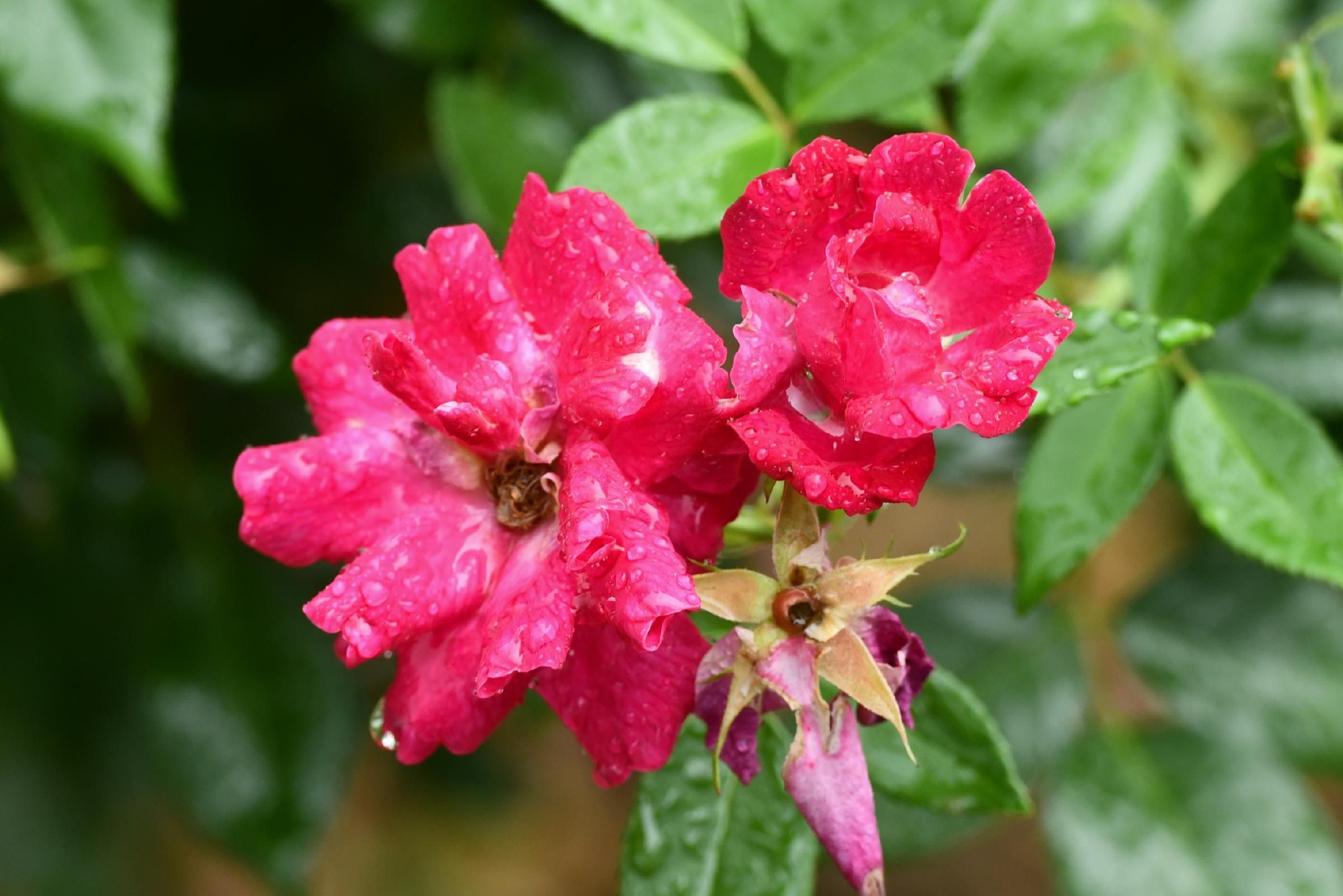 古老月季月月红