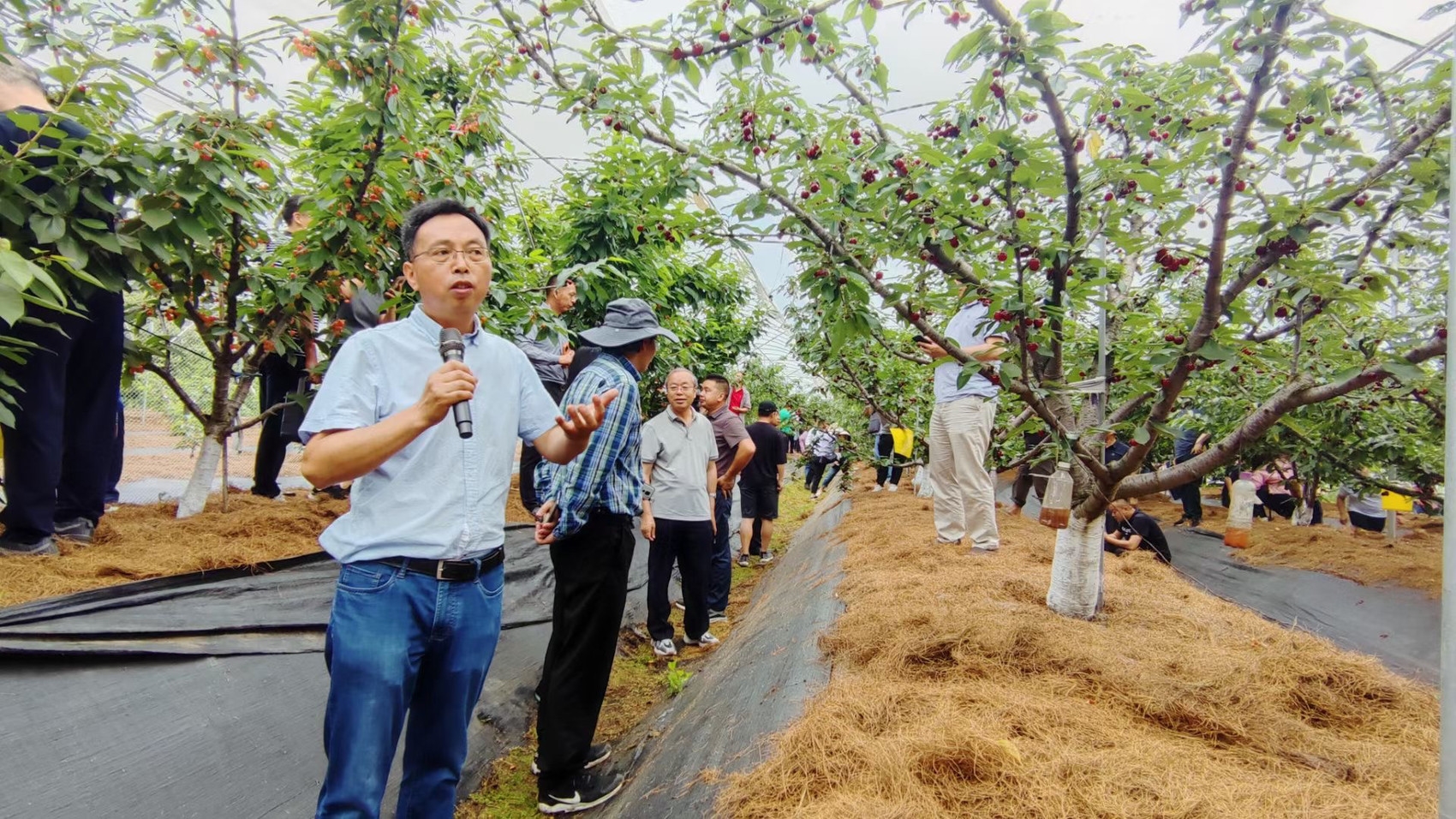 李洪雯向种植户介绍甜樱桃种植技术.受访者供图