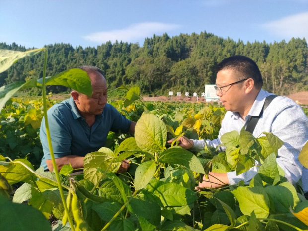奉光荣的撂荒地实现了亩产玉米近千斤,大豆300斤的好收成,这也让他对