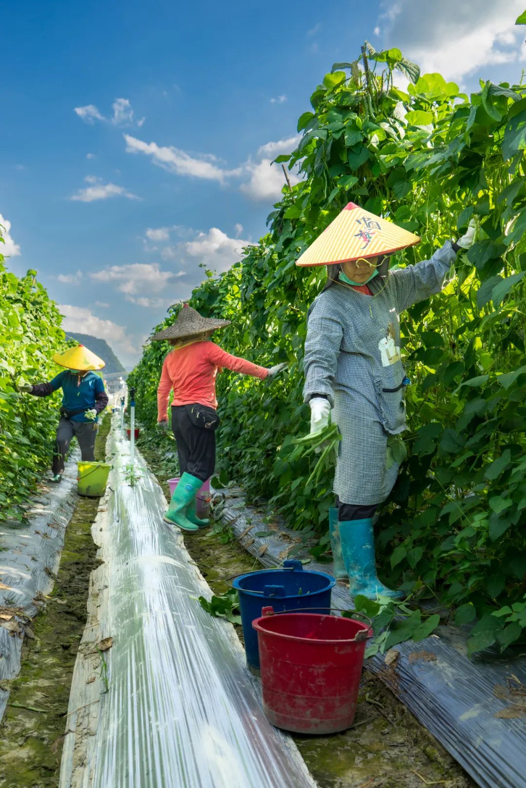 2023年5月28日,连南瑶族自治县三江镇城西村,村民在采摘豆角.