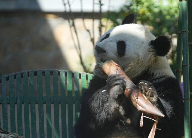 大熊猫“萌兰”在吃竹笋。新华社记者 鞠焕宗 摄