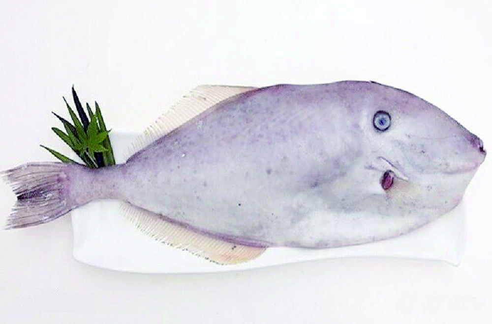 耗儿鱼的脑袋是这样的