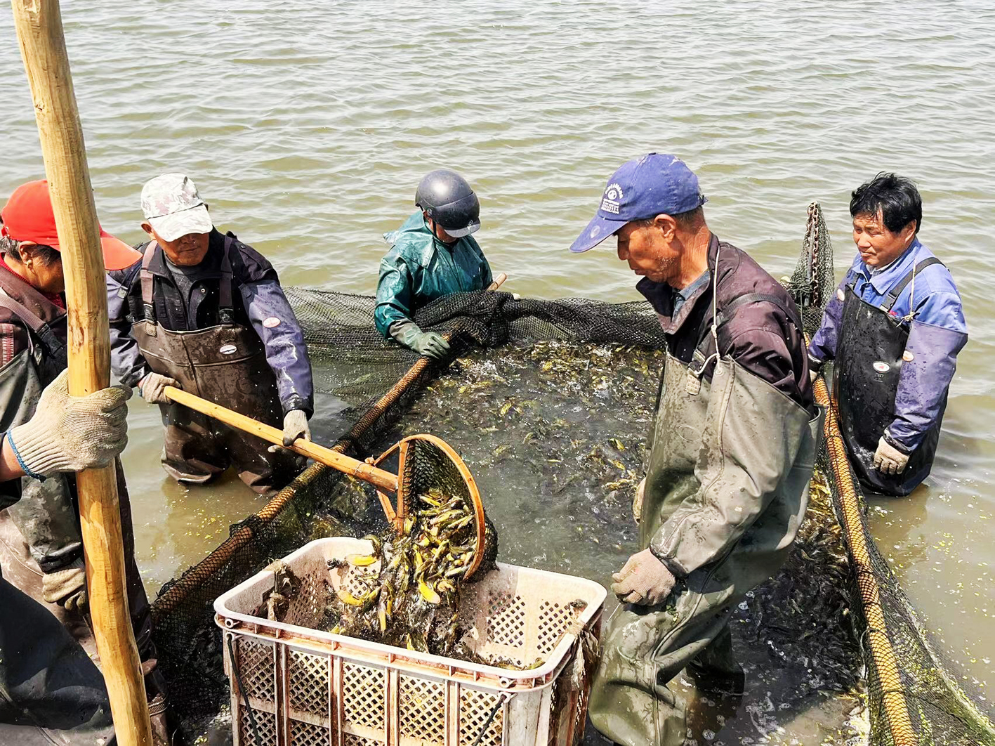 科学养鱼"致富经"|鱼_新浪财经_新浪网