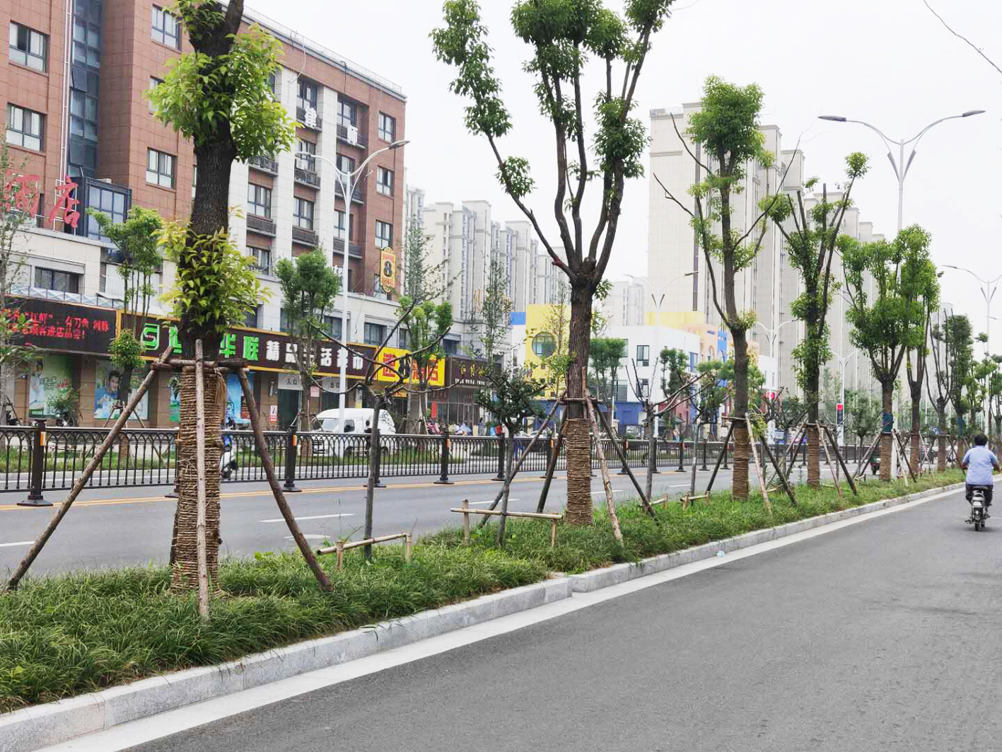 修剪,施肥……今年这些路段行道树问诊复壮
