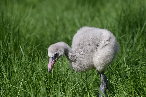 乖巧可爱的火烈鸟宝宝.