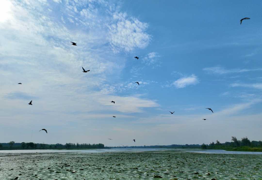 梁园区黄河故道一派鸟语花香好风景.王振摄