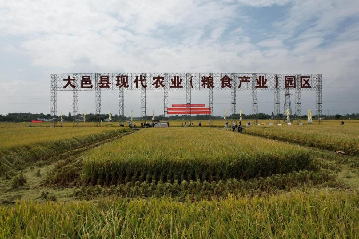 首次明确弱光地区水稻光照利用率 四川农业大学成果登上国际主流刊物