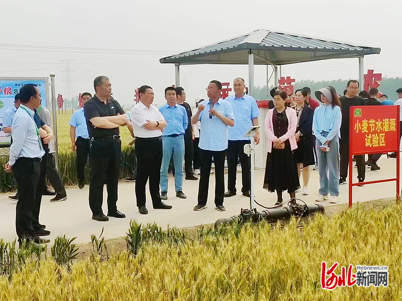 现场观摩小麦节水灌溉试验区。河北省农业农村厅供图